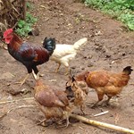 Chickens scratching around for food