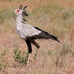 Secretary bird in the wild