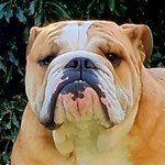 British bulldog