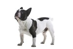 boston terrier