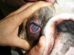 close up of dog's eye