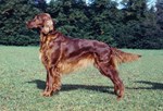 Irish setter dog