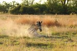 Zebra after collaring
