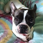 Flat-faced dog on blanket looking at camera