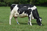 Activity trackers on cows