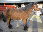 PPID and laminitis