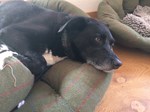 Collie cross appearing bored on the sofa