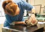 vet examining a rabbit