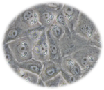 In vitro infection of Eimeria tenella sporozoites