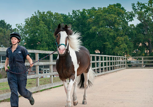 Horse being trotted up on concrete as part of a lameness examination