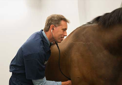 RVC vet examining horse