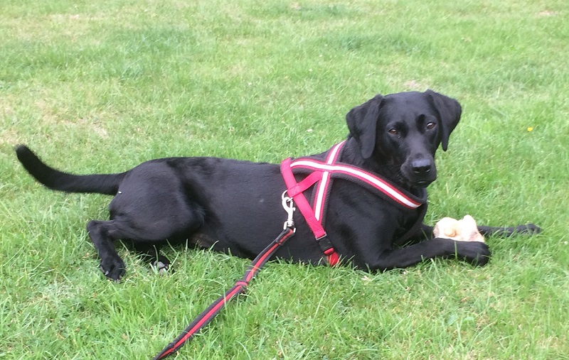 dog lying on a lawn