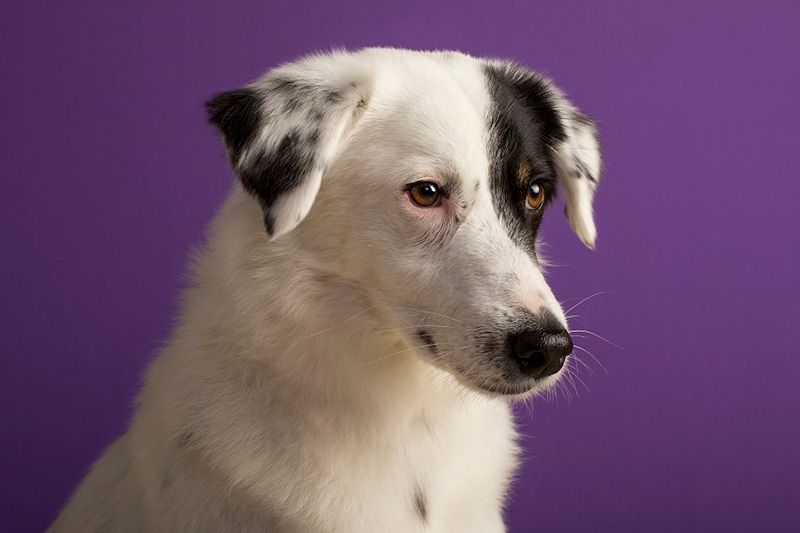 black and white dog