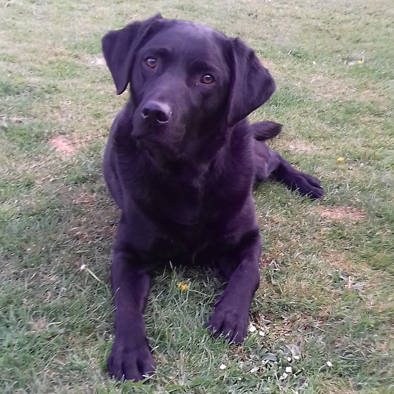 dog lying on lawn