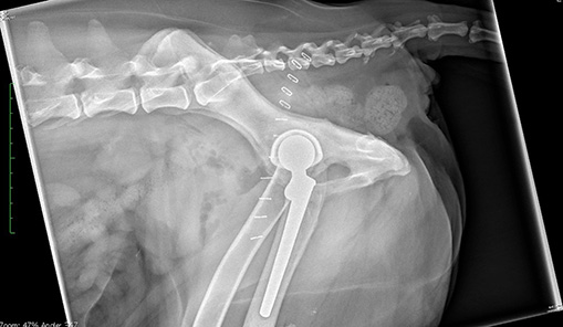 X ray Canine hip replacement as treatment for hip dysplasia and osteoarthritis