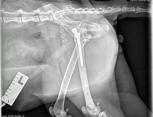 X ray of feline capital physeal fracture and osteoarthritis showing new cup stem hip replacement