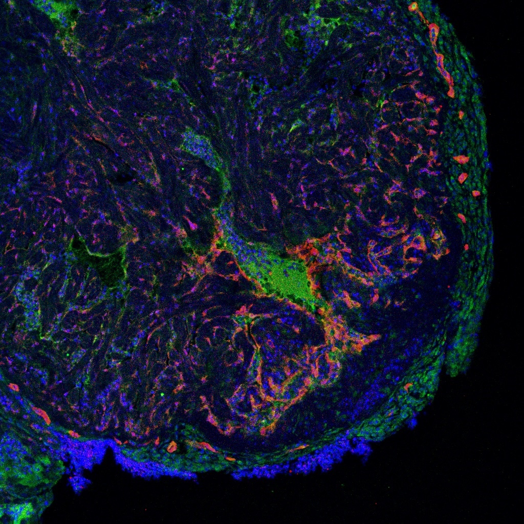 Caroline Pellet-Many