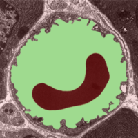 Glucose Homeostasis icon