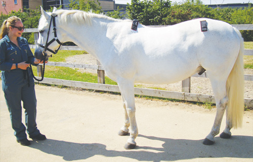 Gait analysis of lame horse