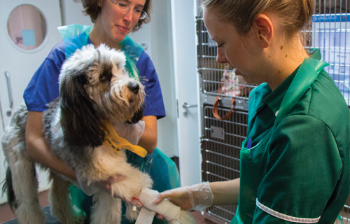 Bandaging a dog's paw