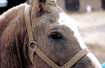 C:\Sonya's RVC Work\Derm cases\images\6_Welsh pony_Jan94\IMG0008_250H.jpg