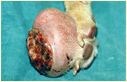 C:\Sonya's RVC Work\Derm cases\images\4_pedal mass_nov93\IMG0019_thumbnail_white_border.jpg