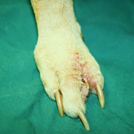 C:\Sonya's RVC Work\Derm cases\images\4_pedal mass_nov93\IMG0021_300x300.jpg